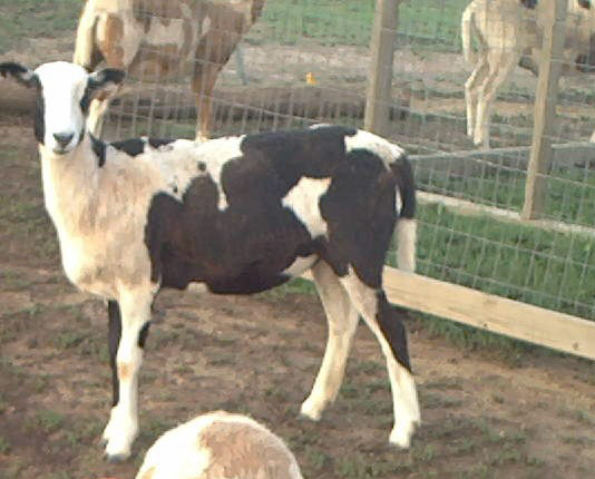 Click Picture for pedigree of Lazy JV Mulligan Cookie
