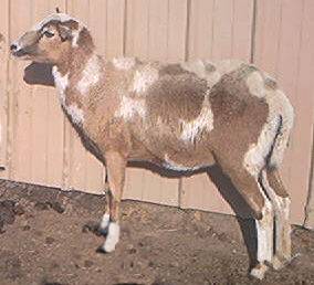 Click Picture for pedigree of Lazy JV Dixie