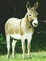 Click Picture to go to Big Woods Farm Home page