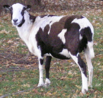 click picture for pedigree