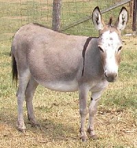 click picture for pedigree