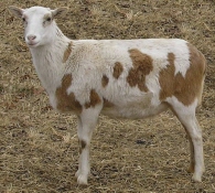 Click Picture for Pedigree of Lazy JV Miss INdependence