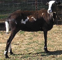 click picture for pedigree