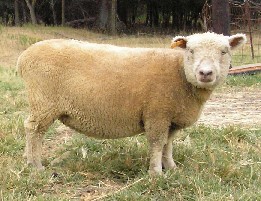 Click Picture of Pedigree