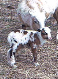 Lazy JV Pixiestick at one day old