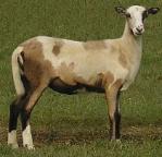 click here for Picture Pedigree of Lazy JV Misty Realm