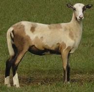 click here for Picture Pedigree of Lazy JV Misty Realm