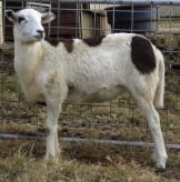 Click picture for pedigree of Lazy JV Tinkerbell