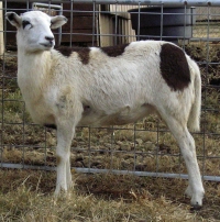 Click picture for pedigree of Lazy JV Tinkerbell