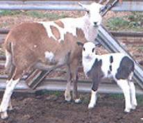 Painted Desert Ewe with Lamb