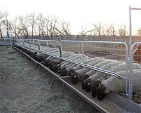 Grain Feeders For Goats And Sheep